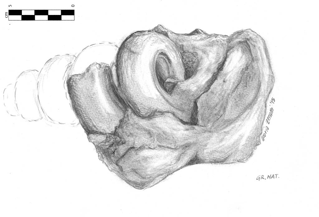 Un altro disegno di fossile